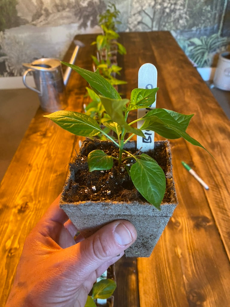 Biquinho Chilli Plant in 9cm Pot