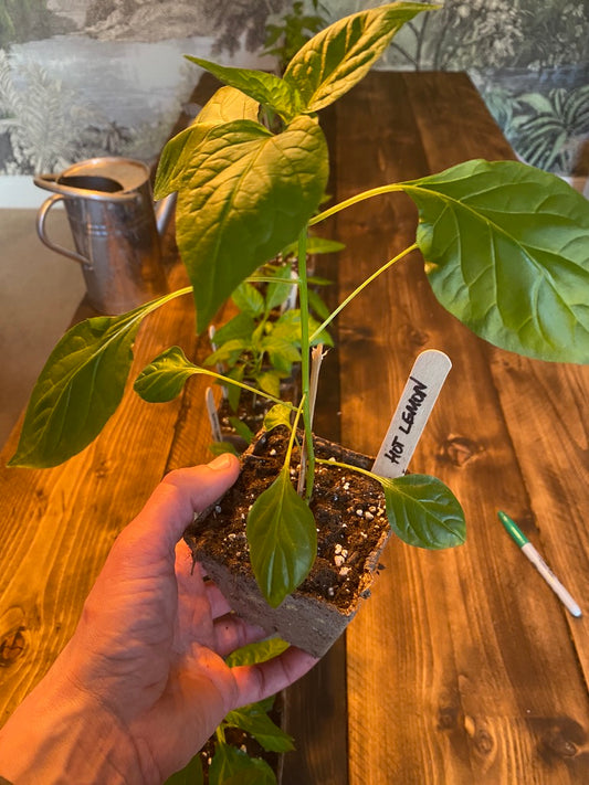 Hot Lemon Chilli Plant in 9cm Pot
