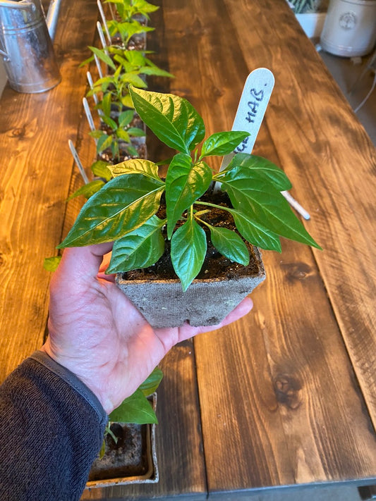 Orange Habanero Chilli plant in a 9cm Pot