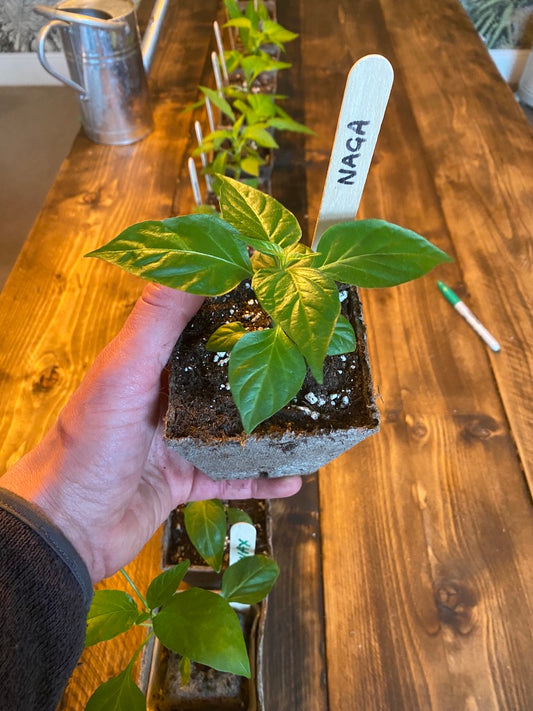 Naga Chilli Plant in 9cm Pot