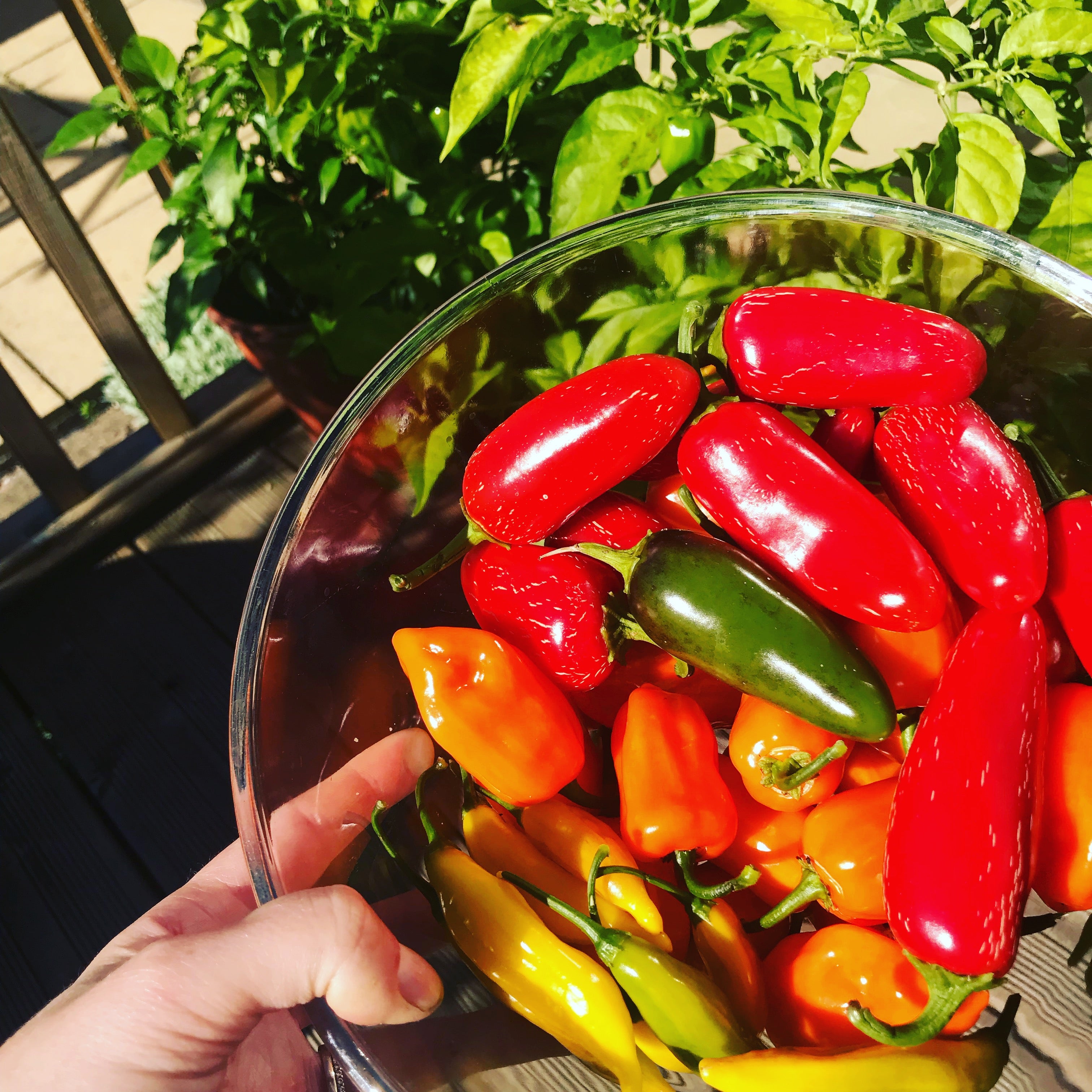 Freshly picked Chillies