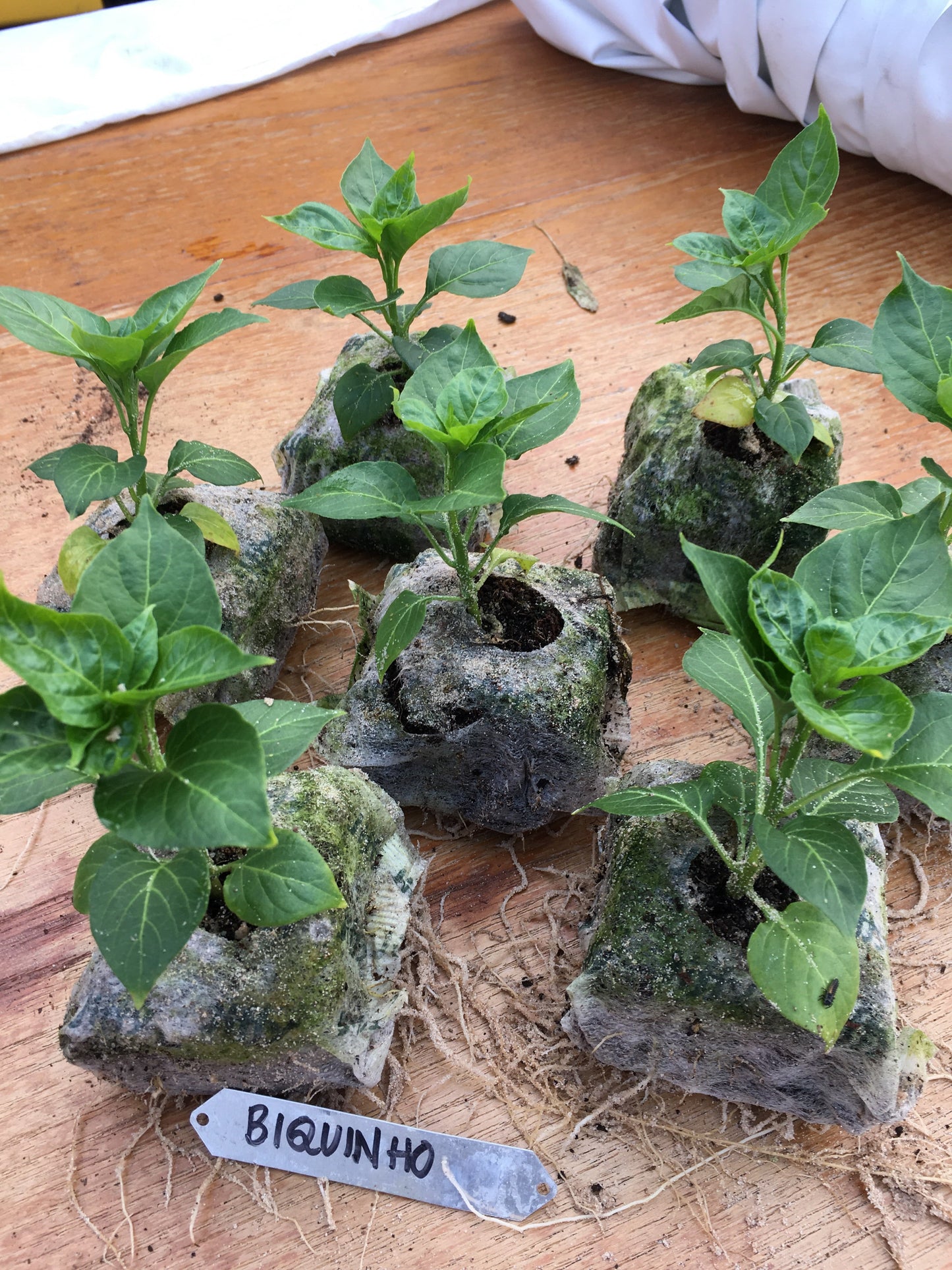 Biquinho chilli plants in coco coir plugs