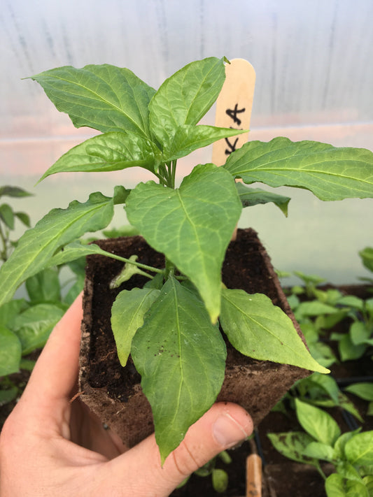 Bhut Jolokia 'Ghost Pepper' Chilli Plant
