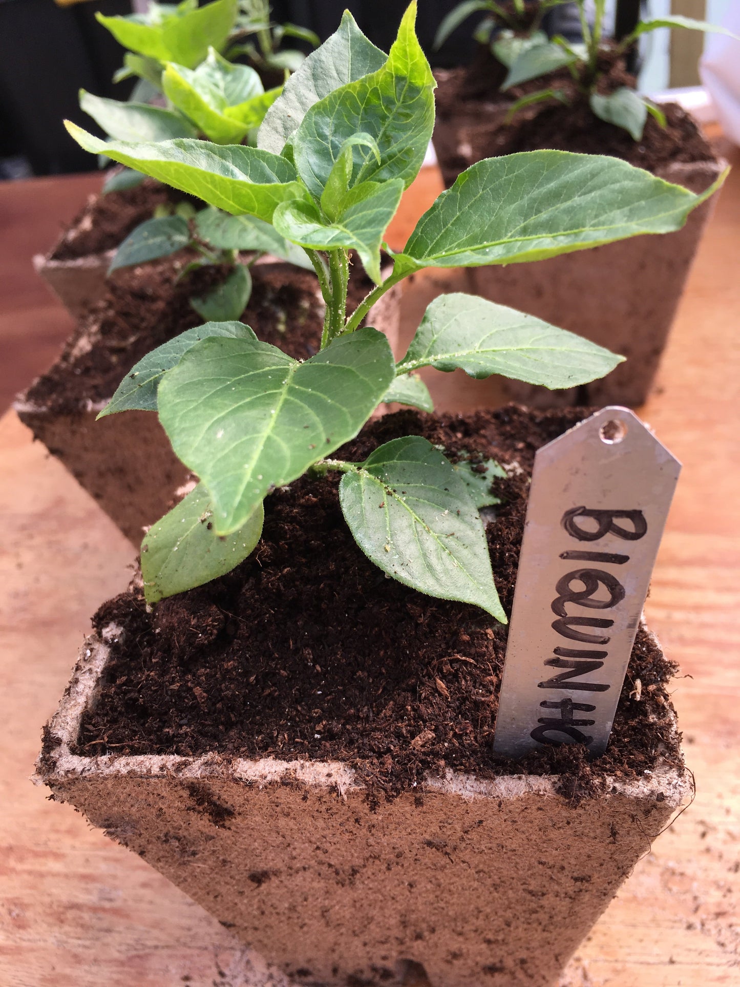 Biquinuo chilli plant in 9cm Jiffy pot